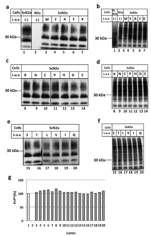 Figure 1: (B) L-amino acid has no effect on prion conversion.